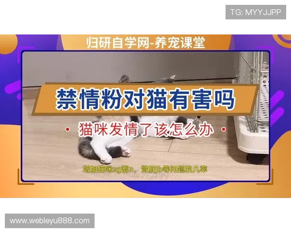 乐鱼下载app官网最新版本，全面介绍最新版本功能与使用技巧分享